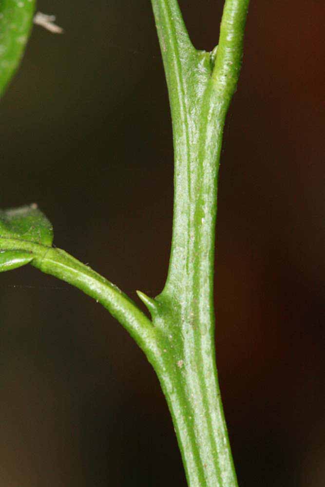            First year twig (Riverside, CA)   